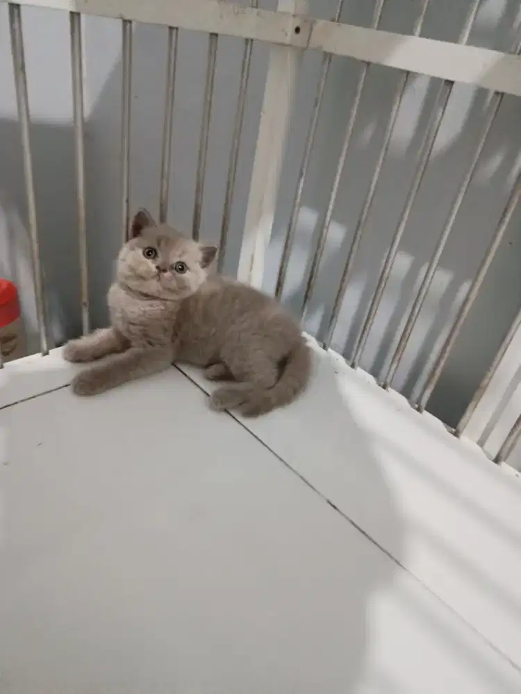 Kucing bsh lilac and bsh blue