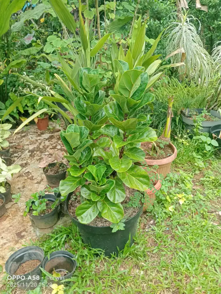 Pohon Ketapang biola cantik mini