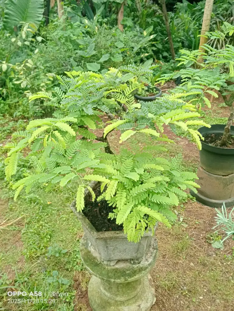 Pohon bonsai asam jawa