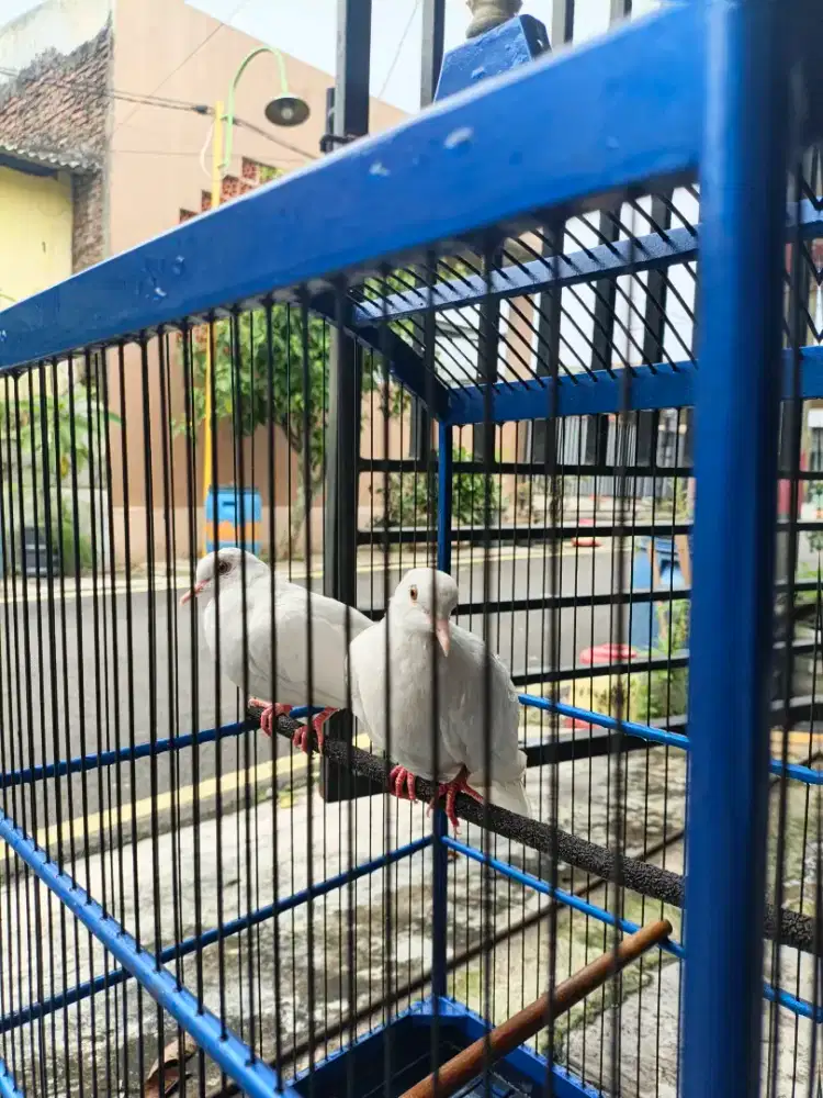 Puter Albino (Mata Merah)