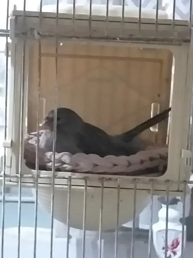 Kenari YS x Spanish Timbrado Betina