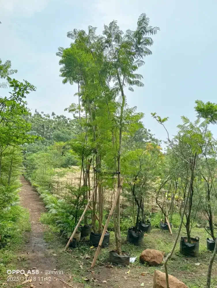Pohon jacaranda tanaman pelindung pohon peneduh