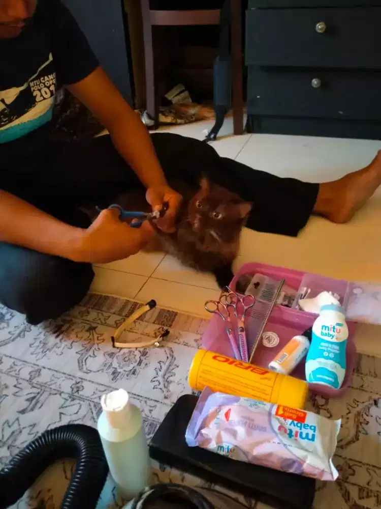 Groming Panggilan murah