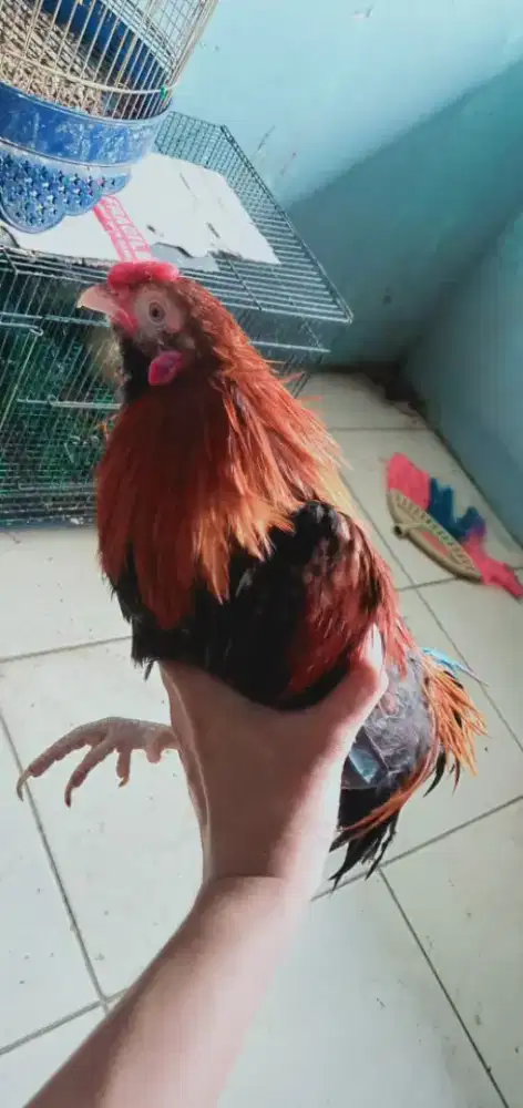 Ayam Ga tre tan chau muda merah
