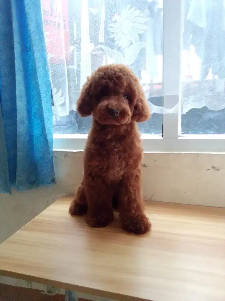 Toy poodle betina