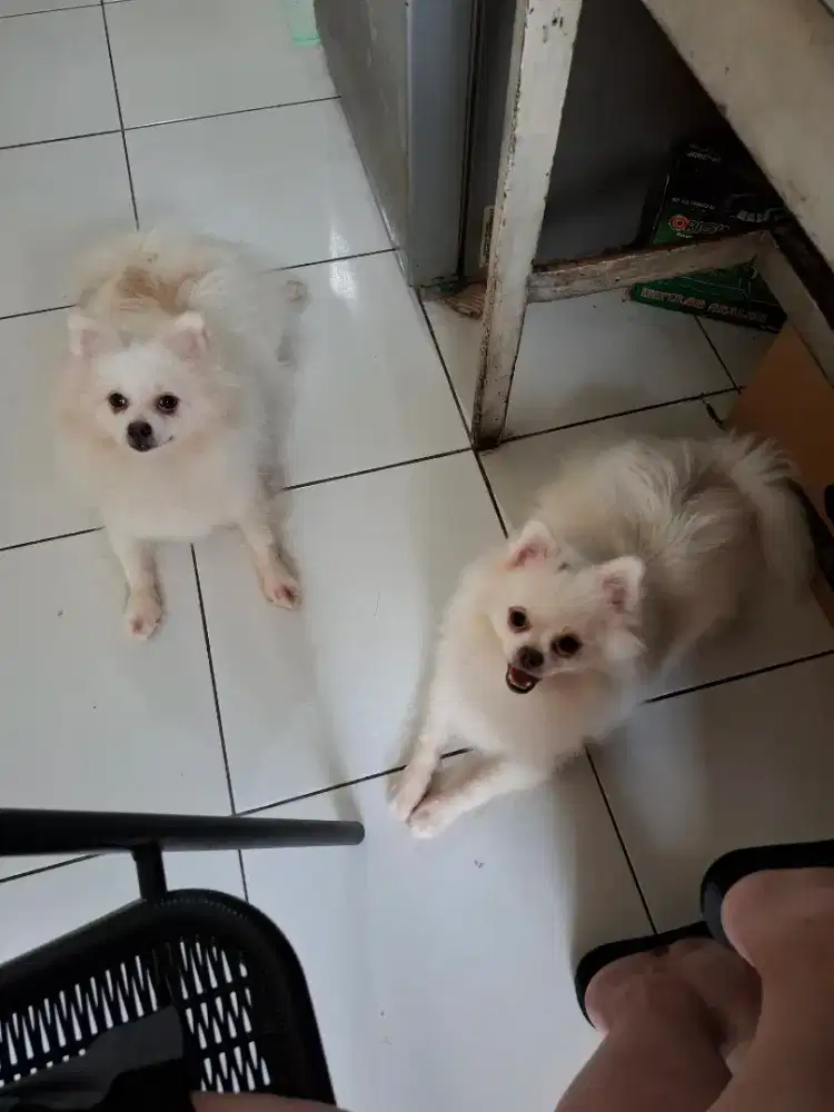 MINI POM CALON INDUKAN