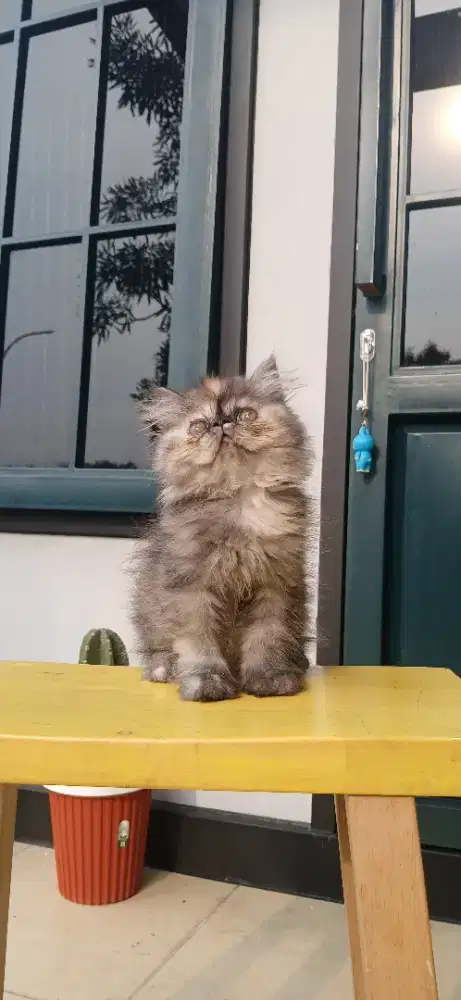 Persia Peaknose Tortie