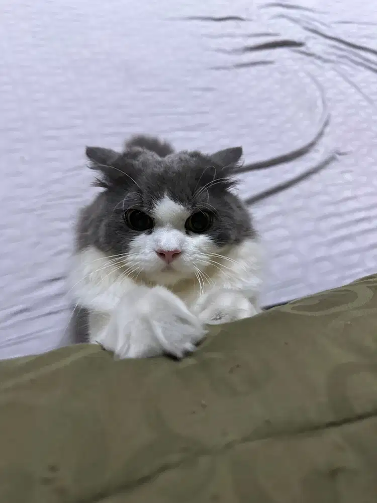 Di cari art untuk bantu kerjaan rumah