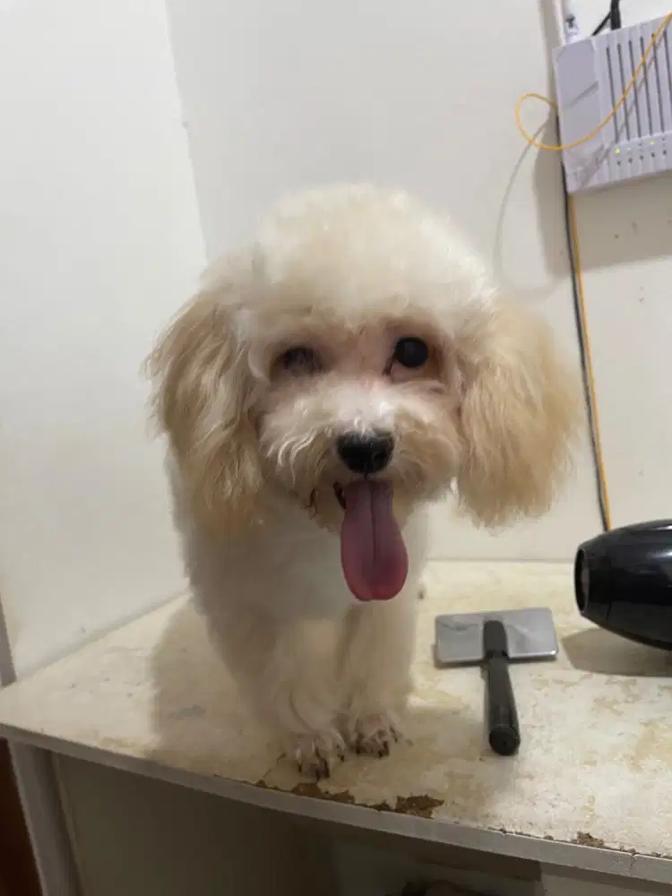 Poodle (Tiny/pendek) aprikot