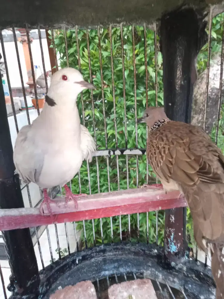 Jual burung puter sama terkukur