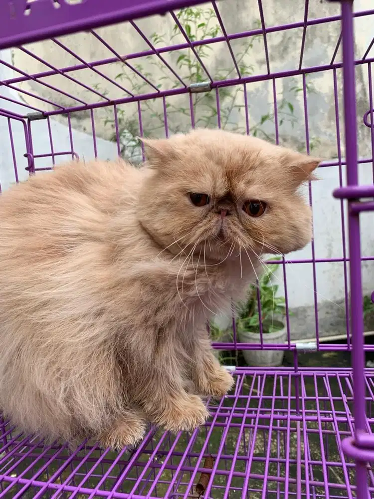 GROOMING KUCING | SALON KUCING