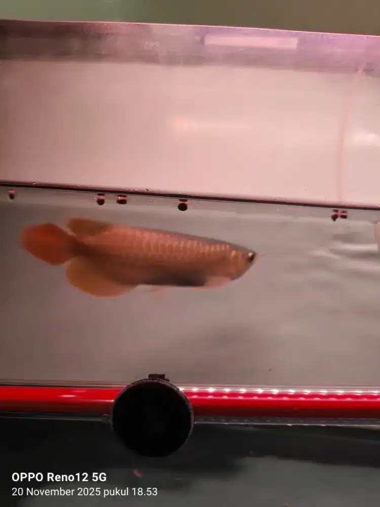 Arwana super red lengkap sertifikat 28cm