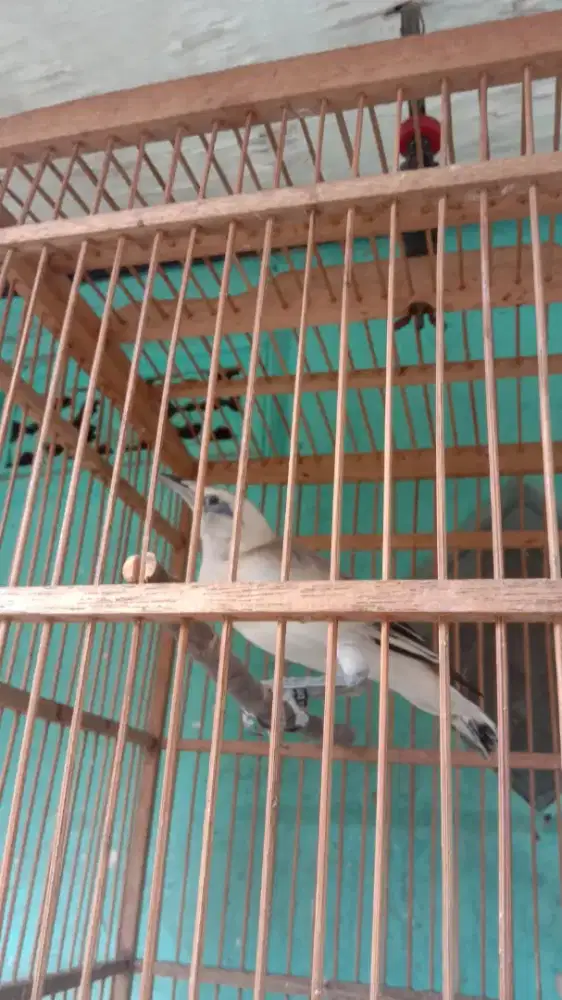 Hybrid JB X JH gacoran