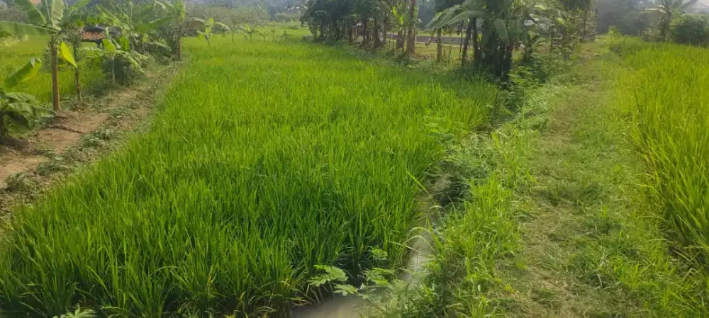 Tanah Sawah Dan Kolam Di Tembong Serang