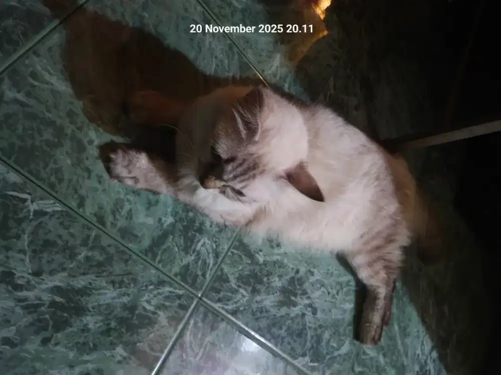 Open Adop Kucing Anggora Usia 1 th Lebih Jenis Siam Himalaya