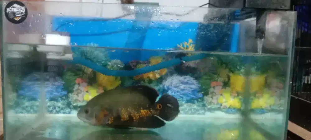 Di jual aquarium fulset plus ikan