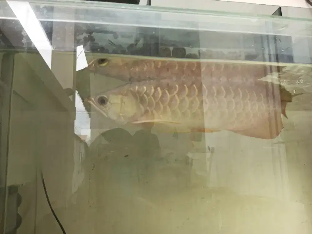 Ikan arwana golden