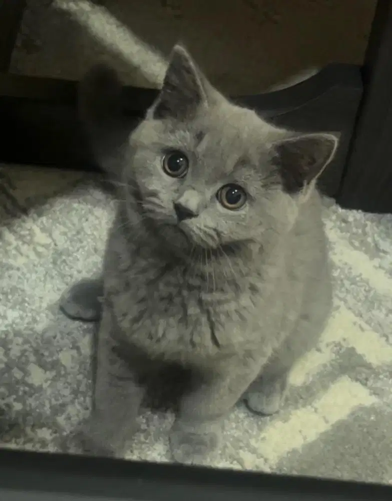 Kucing british shorthair bsh british short hair