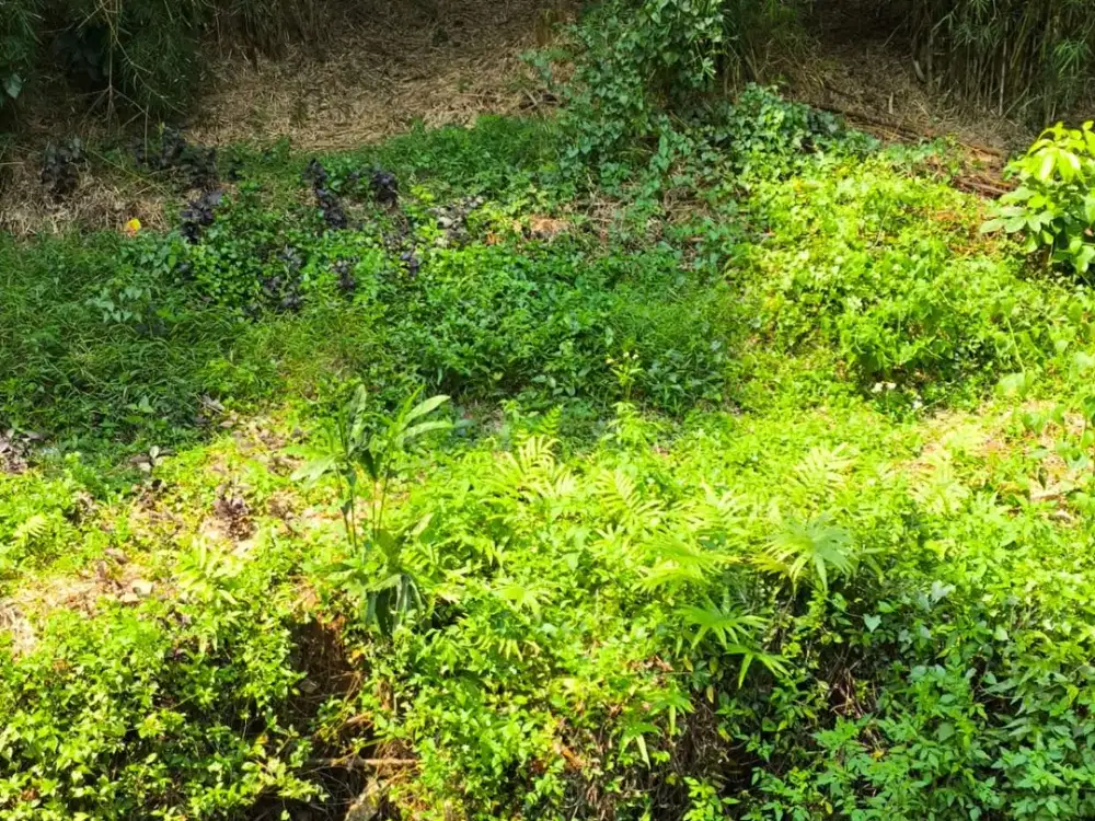 Tanah 84 Meter Sentul City - Griya alam sentul View depan Langsung Lap Golf - JARANG ADA & MURAH - IMB ready