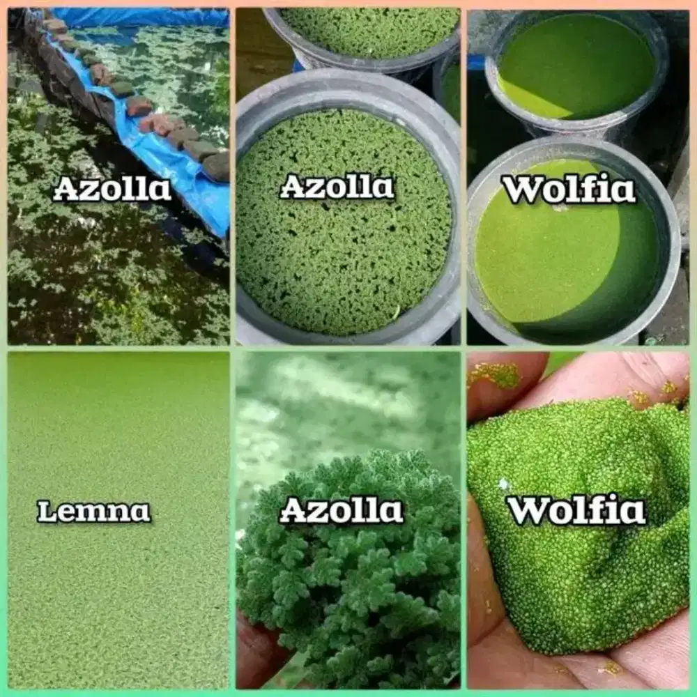 Azolla pakan ikan dan unggas