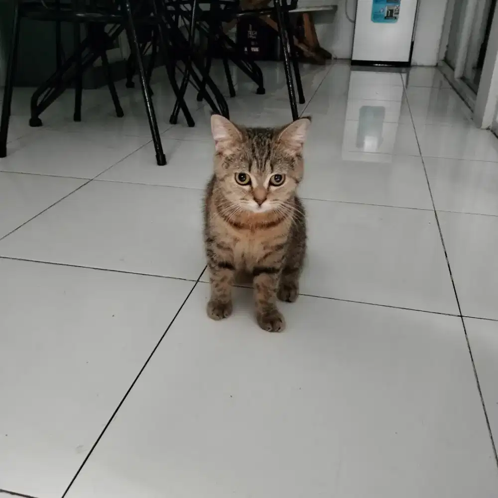 Scotish female (British shorthair)