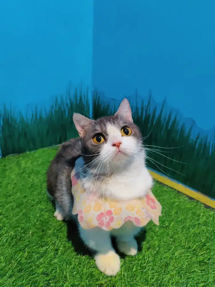 Munchkin BSH Betina Proven Motive Tabi Indukan Cebol