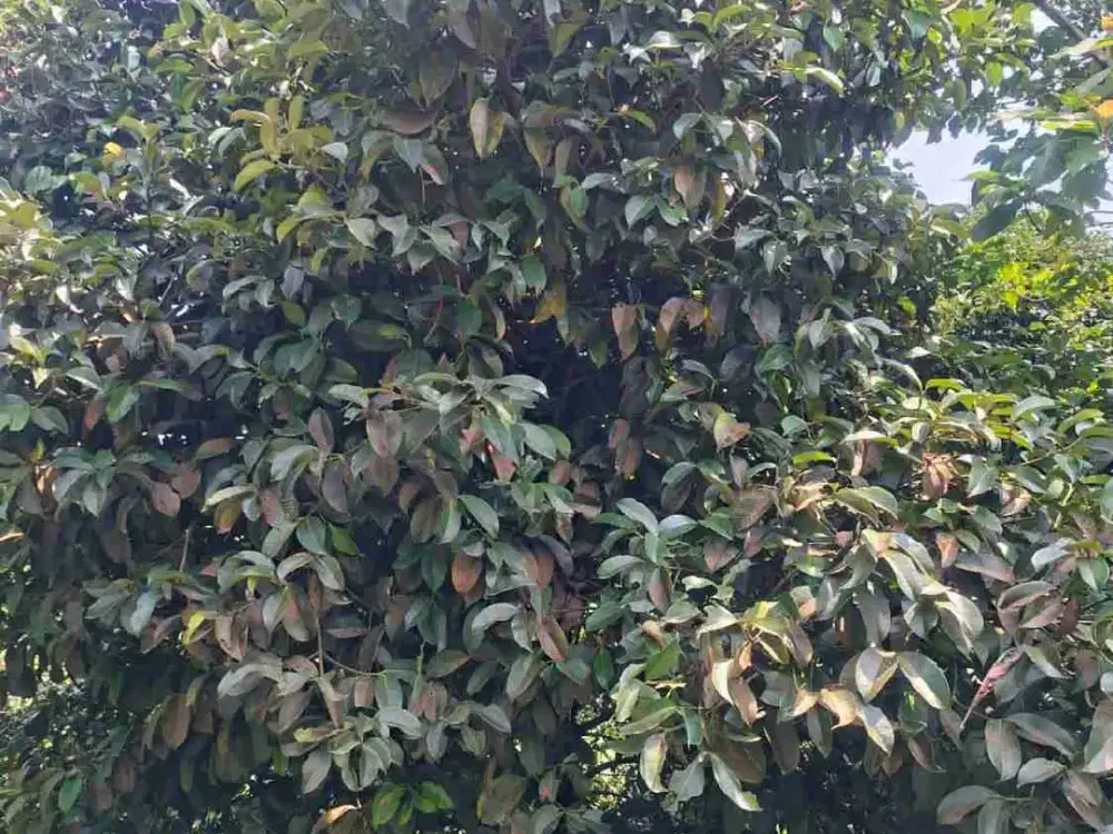 jual tanah murah LT 1306m², shm,  akses jalan kabupaten