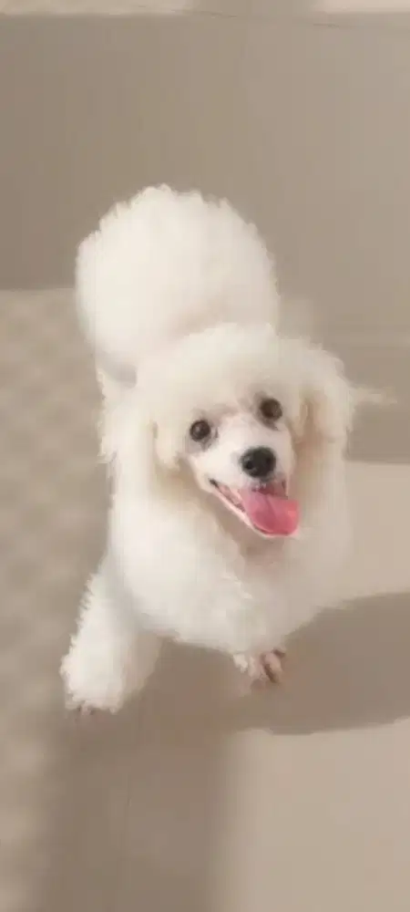 Anjing Toy Poodle Jantan