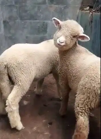 3 pasang cempe anakan domba merino hias super 3 jantan 3 betina 4 bln