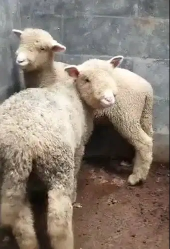 3 pasang anakan domba hias merino super 3 jantan 3 betina 4 bulanan ok