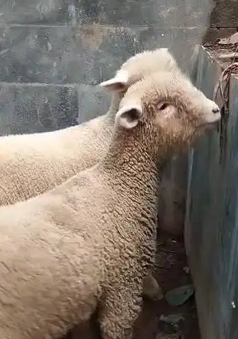 3 pasang anakan domba hias merino super 3 jantan 3 betina 4 bulanan ok