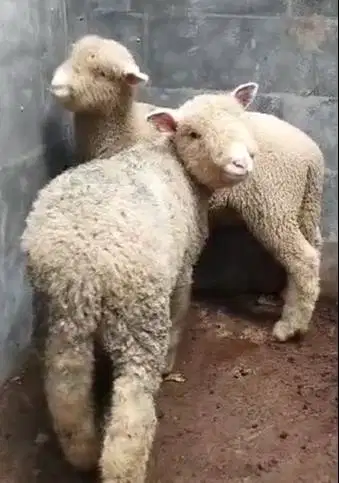 3 pasang anakan domba hias merino 4 bln 3 jantan 3 betina superan puas