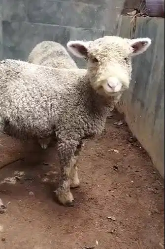 3 pasang anakan domba hias merino 4 bln 3 jantan 3 betina superan puas