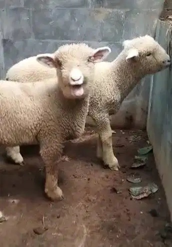 3 pasang cempe anakan domba hias merino 4 bln 3 jantan 3 betina manteb