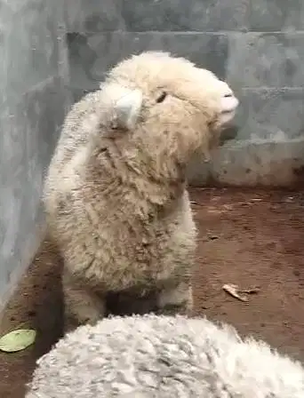 3 pasang cempe anakan domba hias merino 4 bln 3 jantan 3 betina manteb