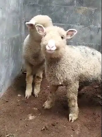 3 pasang anakan cempe domba hias merino 4 bln 3 jantan 3 betina super