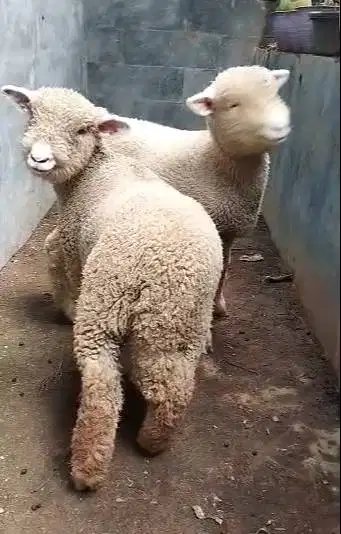 3 pasang anakan cempe domba hias merino 4 bln 3 jantan 3 betina super