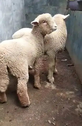 3 pasang anakan domba hias merino 4 bln 3 jantan 3 betina superan puas