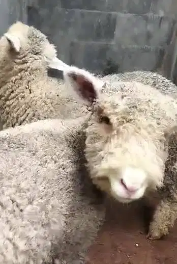 3 pasang anakan domba hias merino 4 bln 3 jantan 3 betina superan puas