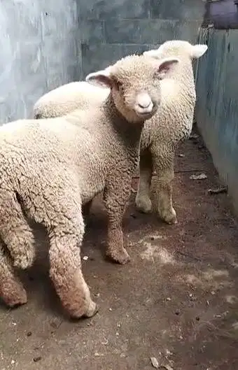 3 pasang cempe domba hias merino 4 bln 3 jantan 3 betina super manteb