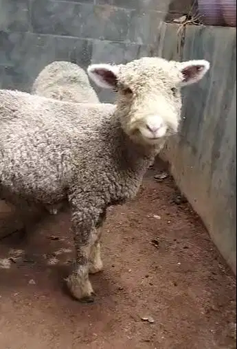 3 pasang cempe domba hias merino 4 bln 3 jantan 3 betina super manteb