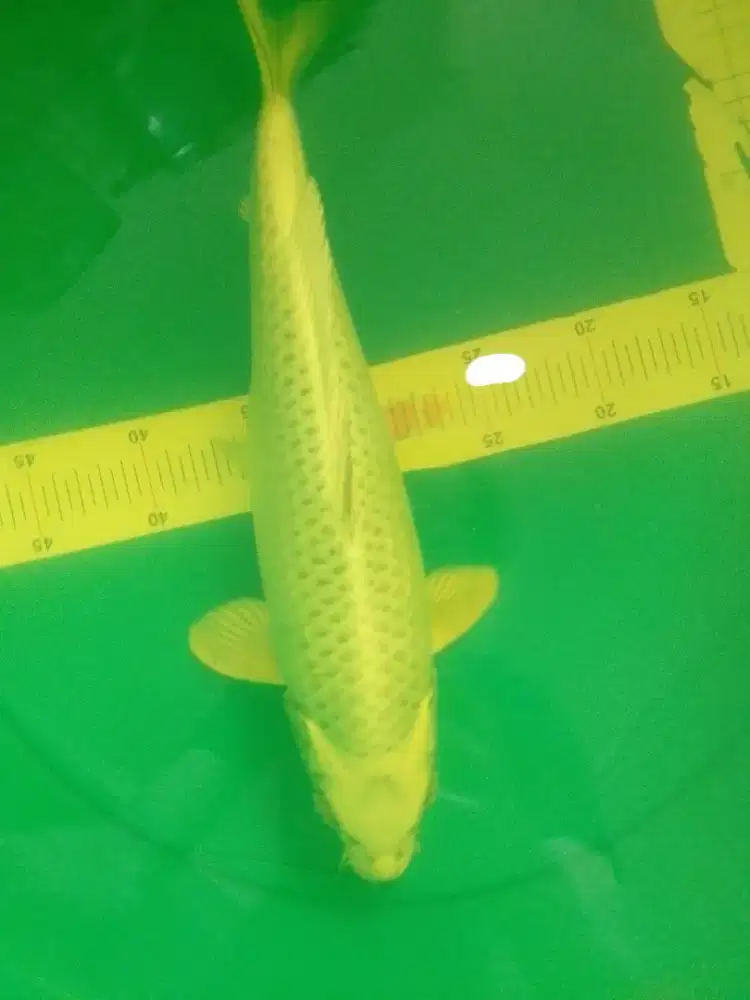 Ikan koi jenis Mukashi 41cm warna silver