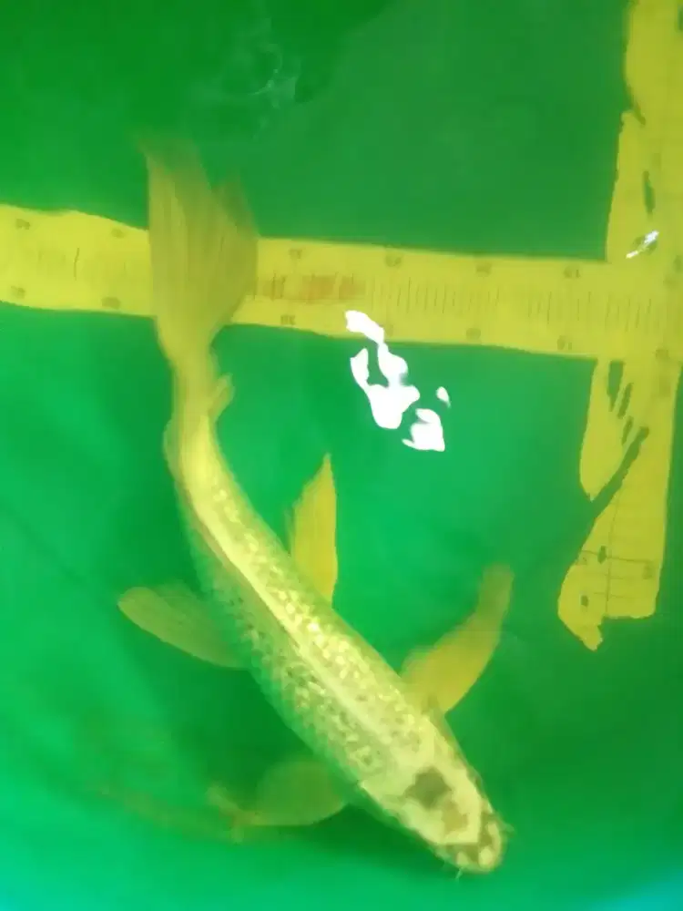 Ikan koi jenis Slayer Mukashi 42cm bagus