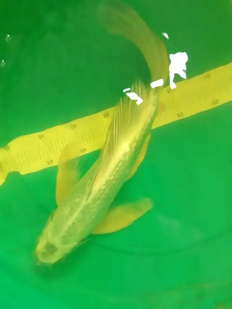 Ikan koi jenis Slayer Mukashi 42cm Antik