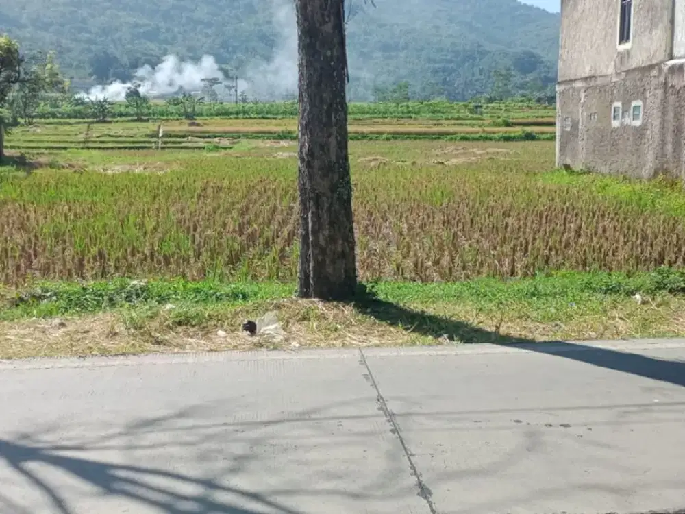 Dijual Tanah Murah Strategis Untuk Cluster Di Jl Raya Cihuni Cibatu Sukawening Garut