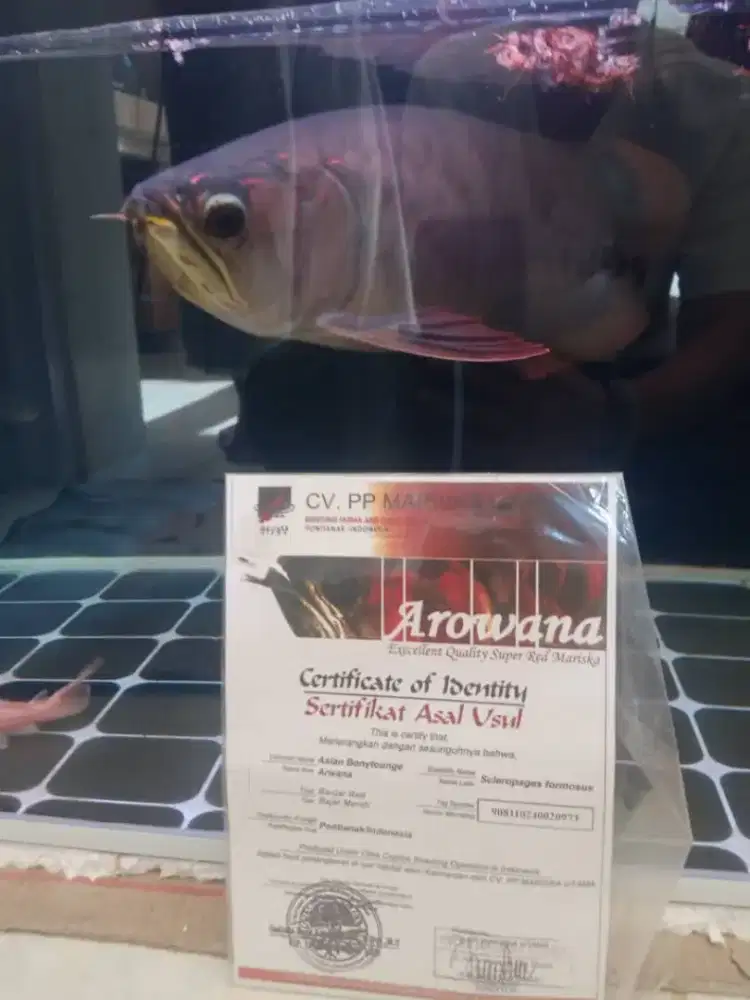 Ikan arowana banjar red +aquarium