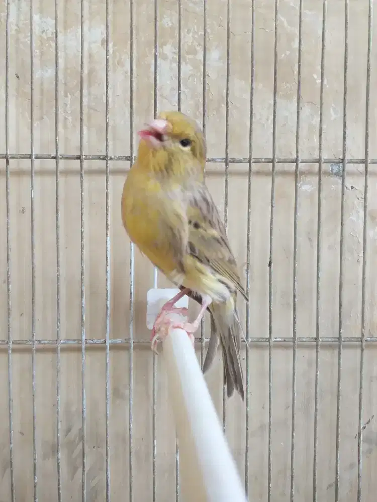 Kenari Spanish Timbrado Betina