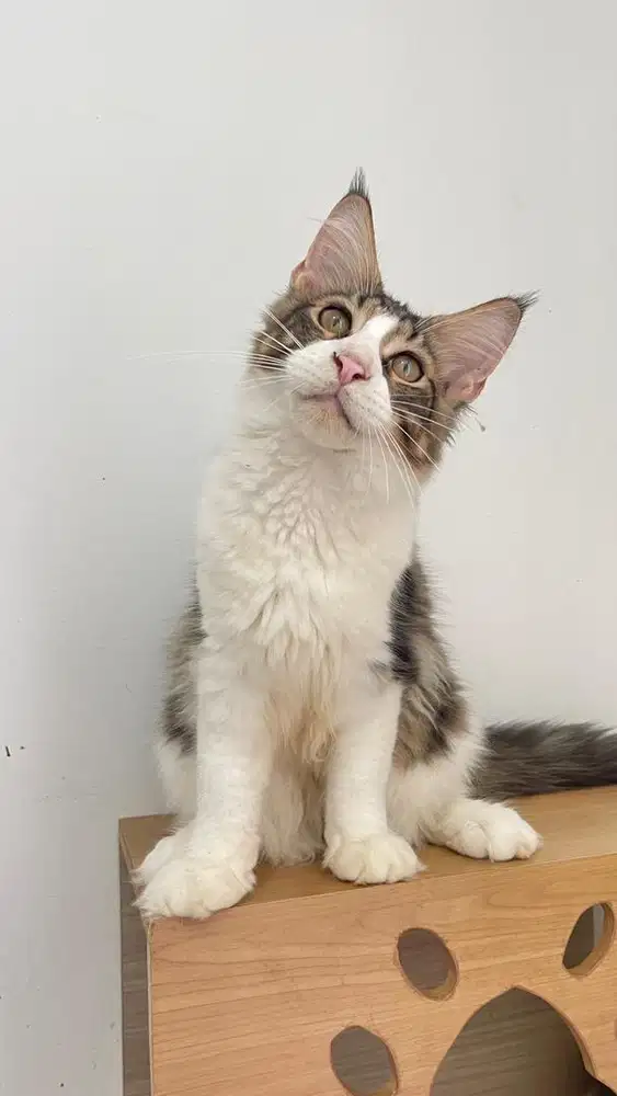Kucing mainecoon PED / NON