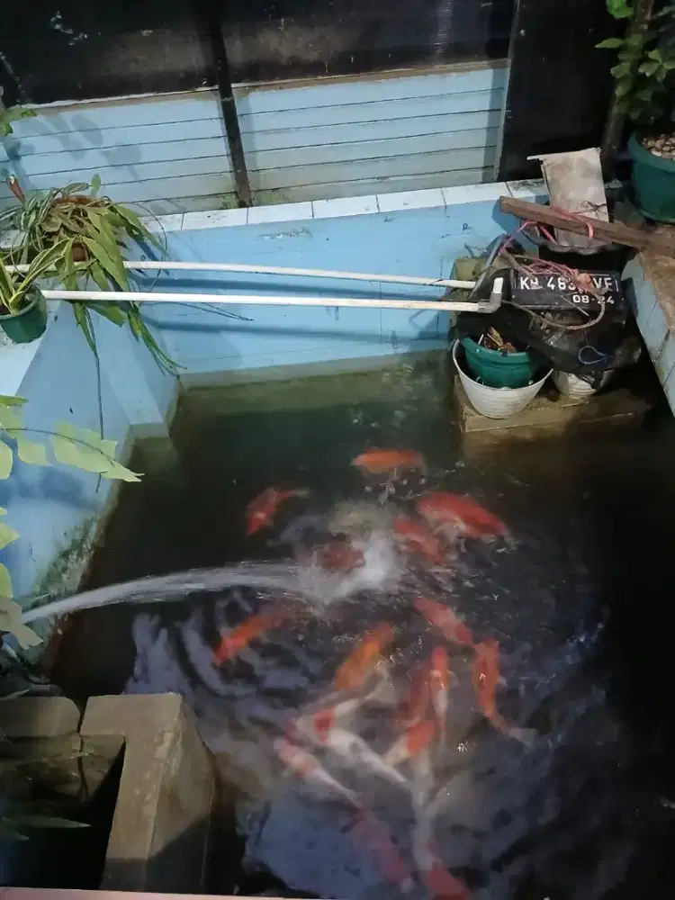 Jual Ikan Koi Borongan Sekolam