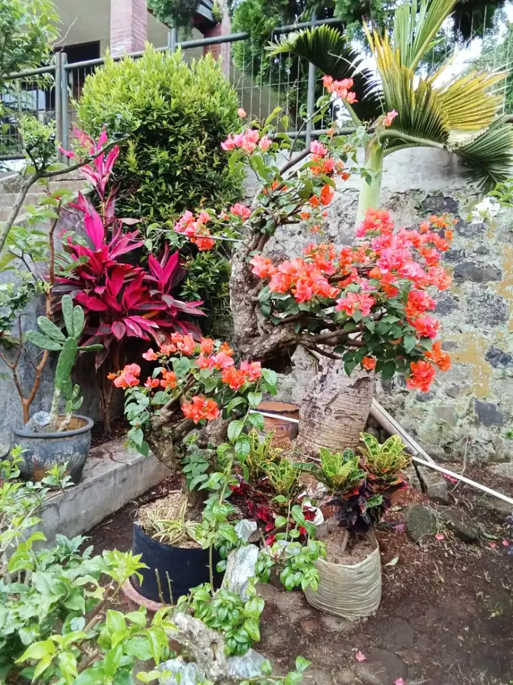 Tanaman Bougenville,kembang kertas